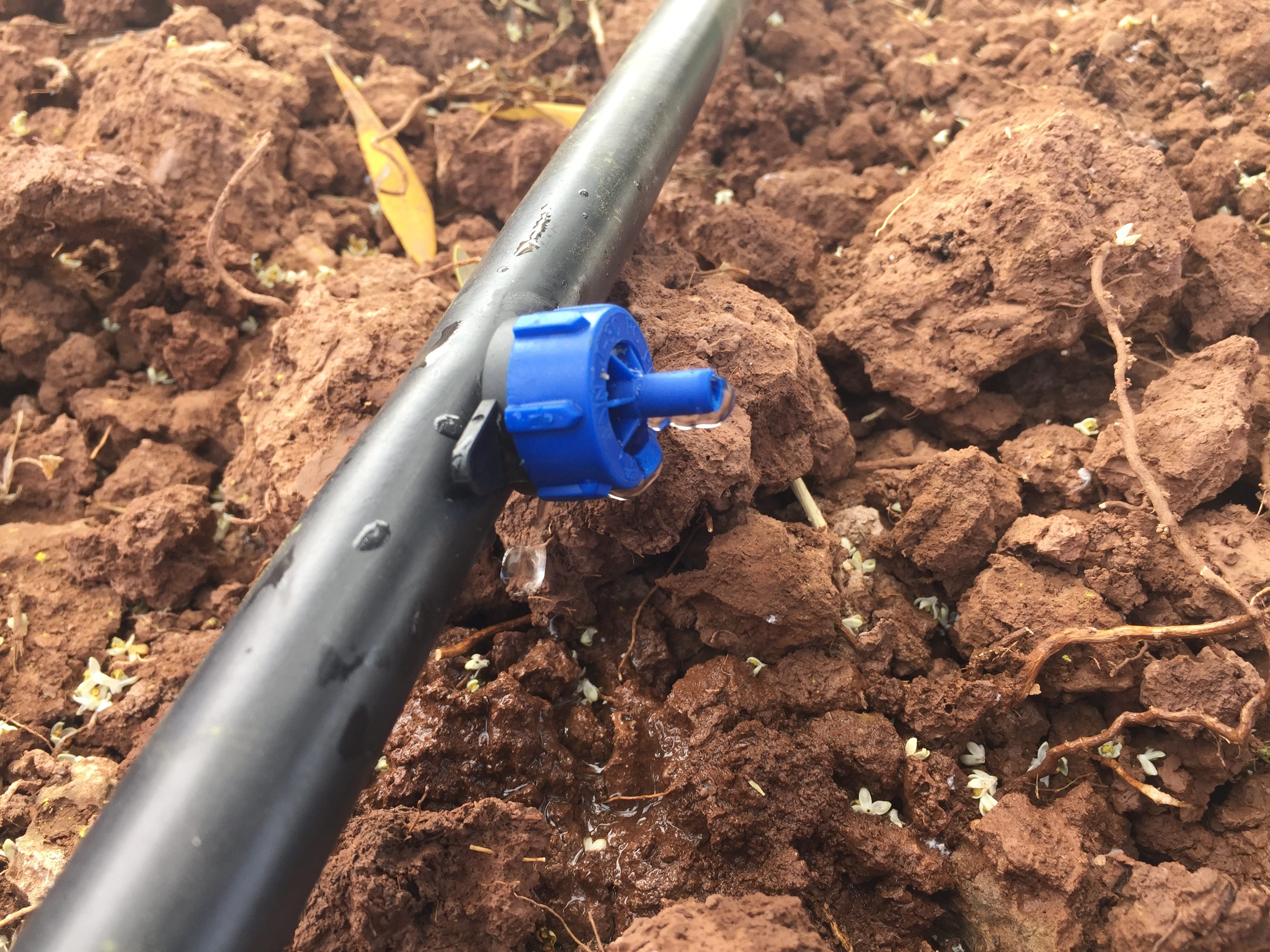 Drip/Micro-irrigation